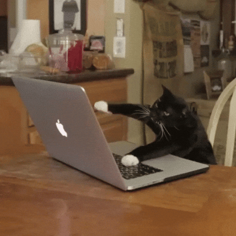 Cat working meme